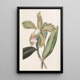 Sydenham Edwards - RoughLipped Cattleya.webp