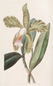 Cattleya à lèvres rugueuses - Sydenham Edwards — vista dell’opera