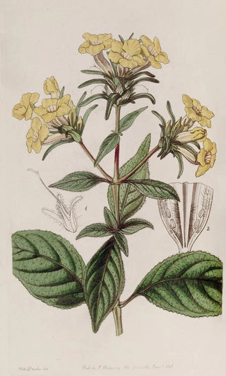 Sydenham Edwards - Roughleaved Conehead.webp