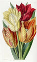 Tulipe à tige rugueuse - Sydenham Edwards — vista dell’opera