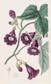 Gaybine porpora reale - Sydenham Edwards — vista dell’opera