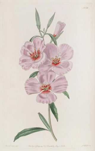 Sydenham Edwards - Ruddy Godetia.webp