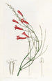 Russelia jonciforme - Sydenham Edwards — vista dell’opera