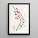 Russelia jonciforme - Sydenham Edwards — quadro incorniciato alla parete