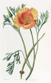 Eschscholtzia couleur safran - Sydenham Edwards — vista dell’opera
