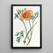 Eschscholtzia couleur safran - Sydenham Edwards — quadro incorniciato alla parete