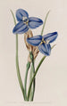 Patersonia saphir - Sydenham Edwards — vista dell’opera