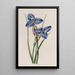 Patersonia saphir - Sydenham Edwards — quadro incorniciato alla parete