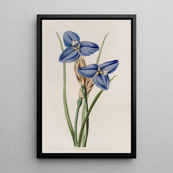 Sydenham Edwards - Sapphire Patersonia.webp