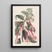 Fucsia a foglie dentate - Sydenham Edwards — quadro incorniciato alla parete