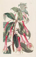 Fucsia a foglie dentate - Sydenham Edwards — vista dell’opera