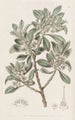Myoporum à feuilles dentées - Sydenham Edwards — vista dell’opera