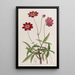 Cosmos à fleurs de scabieuse - Sydenham Edwards — quadro incorniciato alla parete