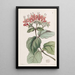 Arbre de gloire écarlate - Sydenham Edwards — quadro incorniciato alla parete