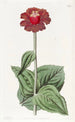 Zinnia écarlate - Sydenham Edwards — vista dell’opera
