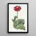 Zinnia écarlate - Sydenham Edwards — quadro incorniciato alla parete