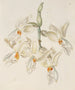 Stanhopea inodore - Sydenham Edwards — vista dell’opera