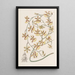 Oncidium brûlé - Sydenham Edwards — quadro incorniciato alla parete