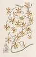 Oncidium brûlé - Sydenham Edwards — vista dell’opera
