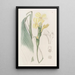 Calathea hirsute - Sydenham Edwards — quadro incorniciato alla parete