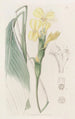 Calathea hirsute - Sydenham Edwards — vista dell’opera