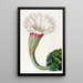 Cactus épineux à angles aigus - Sydenham Edwards — quadro incorniciato alla parete