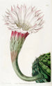Cactus épineux à angles aigus - Sydenham Edwards — vista dell’opera