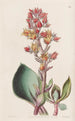 Écheveria à feuilles aiguës - Sydenham Edwards — vista dell’opera