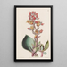 Écheveria à feuilles aiguës - Sydenham Edwards — quadro incorniciato alla parete