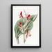 Canna éclatant - Sydenham Edwards — quadro incorniciato alla parete