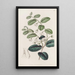 Royena brillante - Sydenham Edwards — quadro incorniciato alla parete