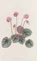 Cyclamen du rivage - Sydenham Edwards — vista dell’opera
