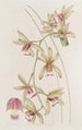 Cymbidium à lèvres courtes et feuilles épaisses - Sydenham Edwards — vista dell’opera