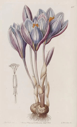 Sydenham Edwards - Showy Autumn Crocus.webp