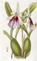 Miltonia éclatante - Sydenham Edwards — vista dell’opera