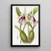 Miltonia éclatante - Sydenham Edwards — quadro incorniciato alla parete
