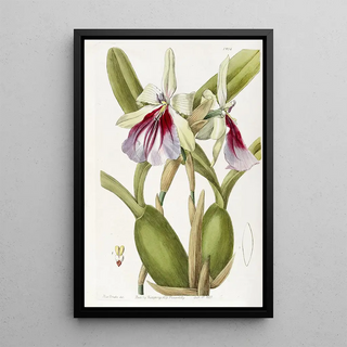 Sydenham Edwards - Showy Miltonia.webp