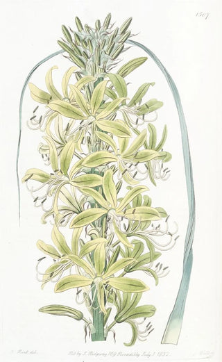 Sydenham Edwards - Siberian Yellow Asphodel.webp