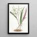 Ail de Sicile - Sydenham Edwards — quadro incorniciato alla parete