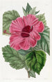 Hibiscus de Chine à fleur unique - Sydenham Edwards — vista dell’opera