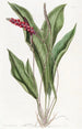Anthurium élancé - Sydenham Edwards — vista dell’opera