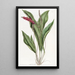 Anthurium élancé - Sydenham Edwards — quadro incorniciato alla parete