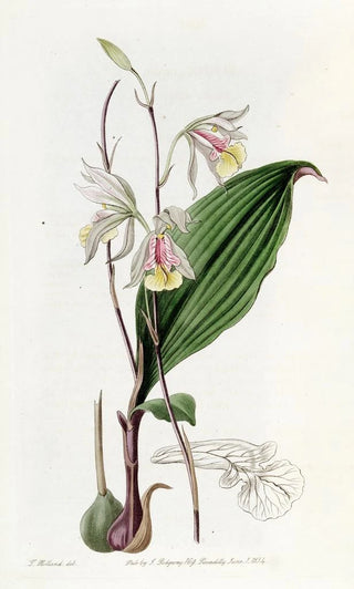 Sydenham Edwards - Slender Bletia.webp