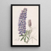 Lupin à fruits élancés - Sydenham Edwards — quadro incorniciato alla parete