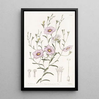 Sydenham Edwards - Slenderstemmed Nierembergia.webp