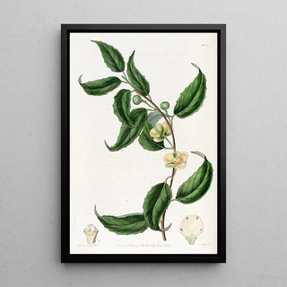 Sydenham Edwards - Smallflowered Sphrostema.webp