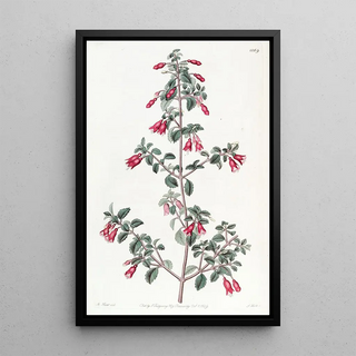 Sydenham Edwards - Smallleaved Fuchsia.webp