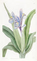 Iris à petites ailes - Sydenham Edwards — vista dell’opera