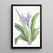 Iris à petites ailes - Sydenham Edwards — quadro incorniciato alla parete