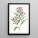 Godetia elegante - Sydenham Edwards — quadro incorniciato alla parete